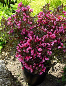 Obraz Weigela